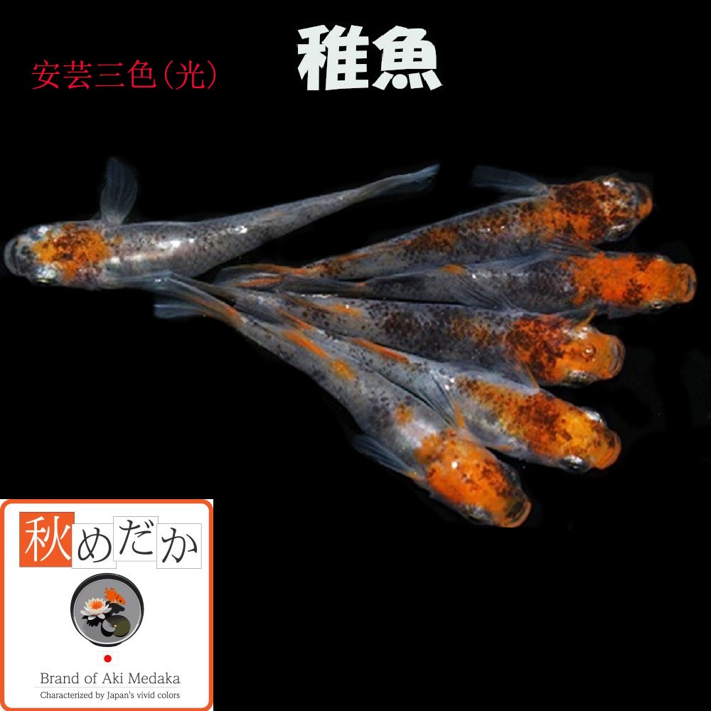 稚魚(1～2cm)安芸三色(光) 10匹無選別