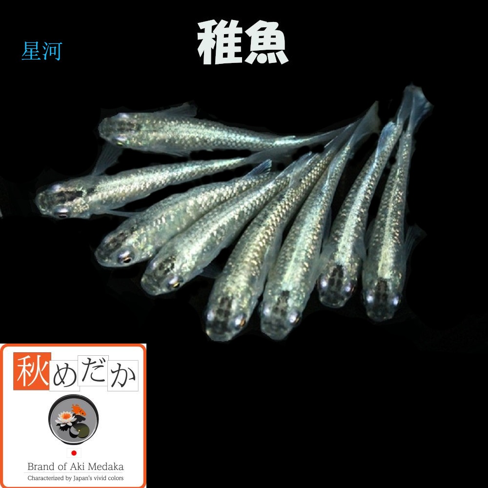 稚魚(1～2cm) 星河(ラメ入り)10匹無選別