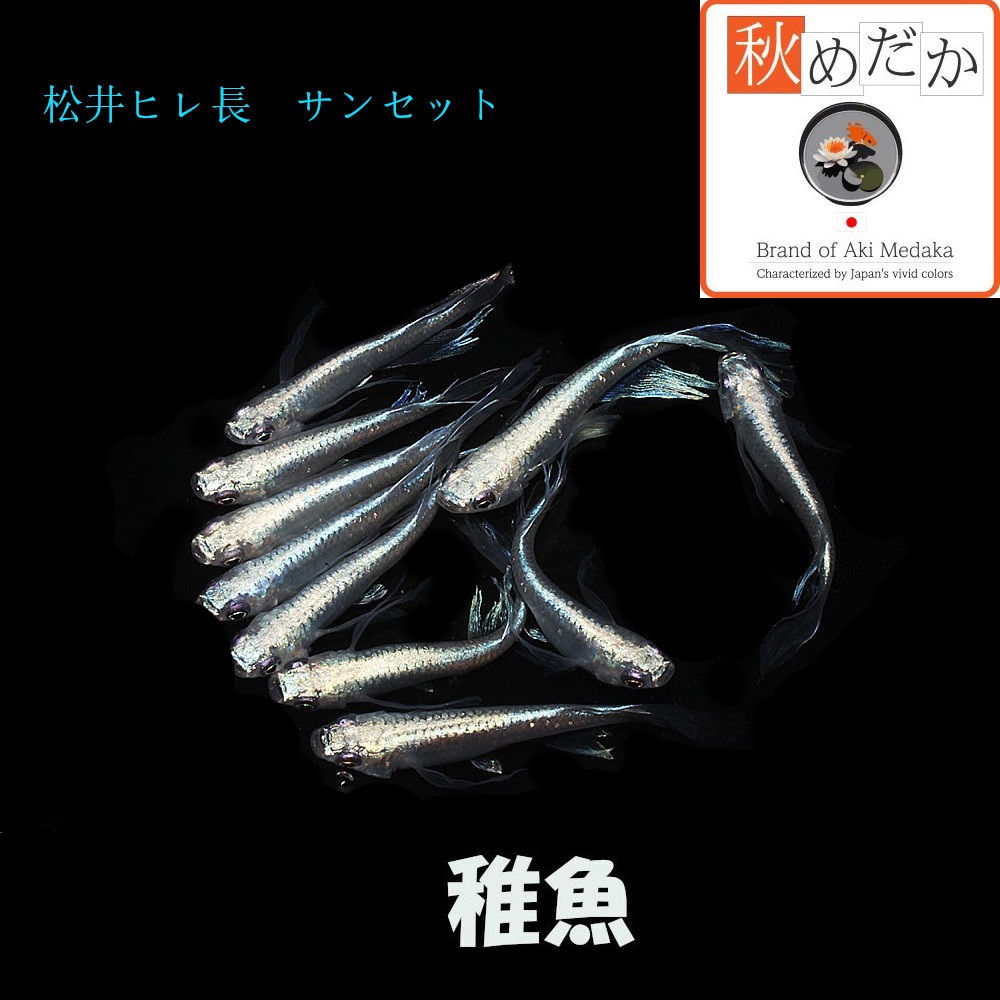 稚魚(1～2cm)松井ヒレ長 サンセット 10匹無選別