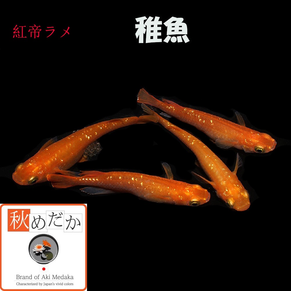 稚魚(1～2cm)紅帝ラメ 10匹無選別