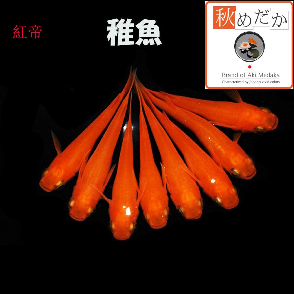 稚魚(1～2cm) 紅帝10匹無選別