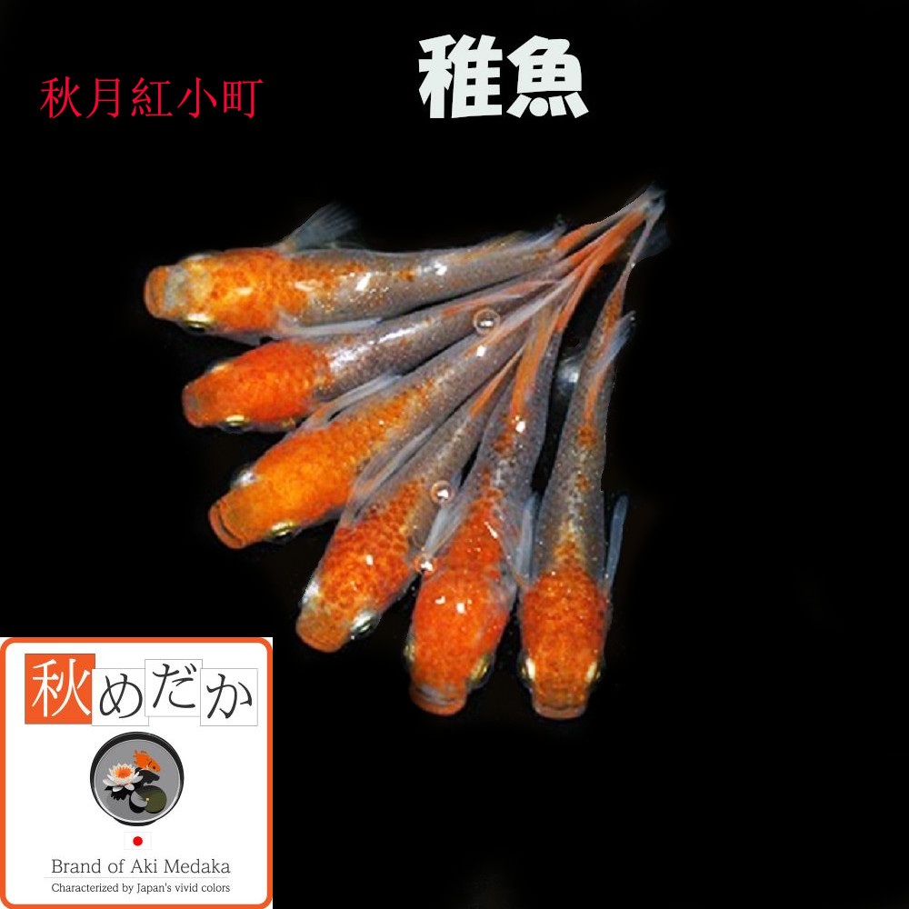 稚魚(1～2cm) 秋月紅小町10匹無選別