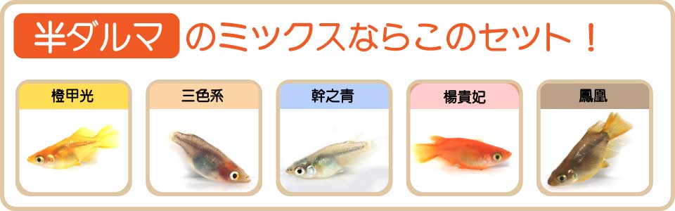 半ダルマバナー